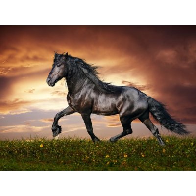 WEBLUX 45203916 Fototapeta papír Black Friesian horse trot Černý fríský kůň klus rozměry 360 x 266 cm – Hledejceny.cz