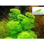 Limnophila sessiliflora - Bahnatka bezstopečná – Zboží Mobilmania