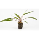 Cryptocoryne lutea - Kryptokoryna Walkerova – Zboží Dáma