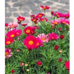 Kopretina Robinson růžová směs Tanacetum coccineum semena kopretiny 100 ks – Hledejceny.cz