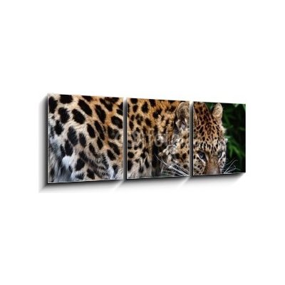 Obraz 3D třídílný - 150 x 50 cm - Amur Leopard eating meat Amur Leopard jíst maso