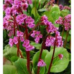 Bergenia cordifolia 'Rose' Velikost hrnku: 0,5 l – Hledejceny.cz