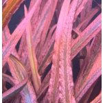 Kryptokoryna pink panther – Zboží Dáma