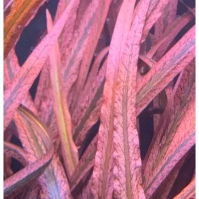 Kryptokoryna pink panther – Zboží Dáma