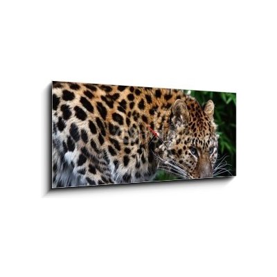 Obraz s hodinami 1D panorama - 120 x 50 cm - Amur Leopard eating meat Amur Leopard jíst maso