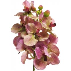 Orchidej Vanda Ariadne růžová V73 cm