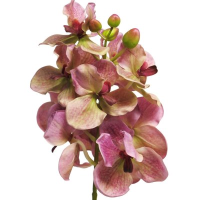 Orchidej Vanda Ariadne růžová V73 cm – Zboží Mobilmania