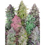 Mix Pack Auto Fast Buds Semena neobsahují THC 5 ks – Sleviste.cz