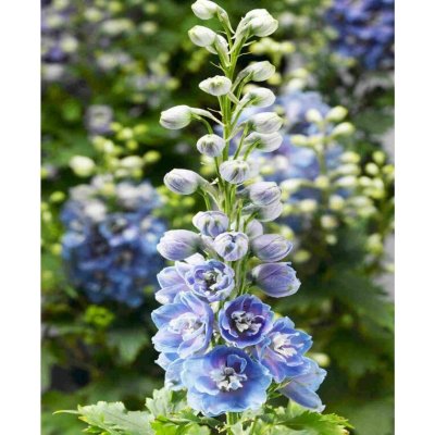 Delphinium 'Delphina Light Blue/White Bee' Velikost hrnku: 0,5 l – Sleviste.cz