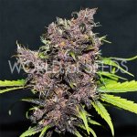 World of Seeds Purple Afghan Kush Ryder AUTO semena neobsahují THC 3 ks – Hledejceny.cz
