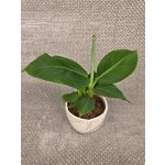 Musa Dwarf Cavendish trpasličí banánovník – Zboží Mobilmania