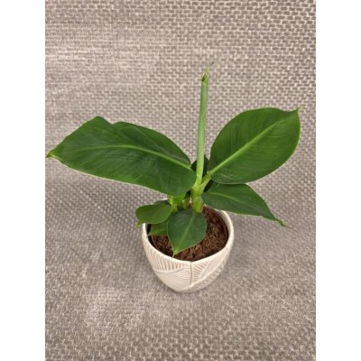 Musa Dwarf Cavendish trpasličí banánovník – Zboží Mobilmania