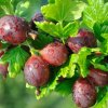 Osivo a semínko Angrešt červený, Ribes uva-crispa Hinnonmaki Red, velikost kontejneru 3 l
