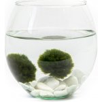 Gardners Skleněná váza boule 13 cm a 2 řasokoule – Sleviste.cz