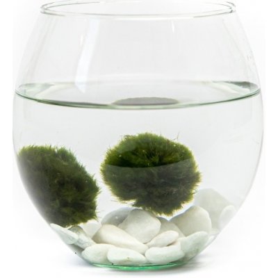 Gardners Skleněná váza boule 13 cm a 2 řasokoule – Sleviste.cz