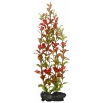 Tetra Ludwigia repens - Red Ludwigia 30 cm – Hledejceny.cz