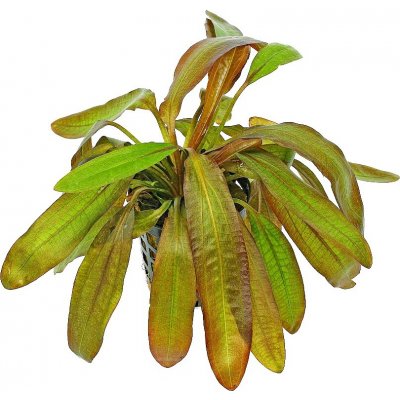 Echinodorus Rubin – Zboží Dáma