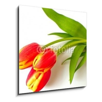 Obraz 1D - 50 x 50 cm - tulpen - tulips tulipán – Zboží Mobilmania