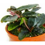 Bucephalandra Kedagang – Hledejceny.cz
