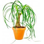 Gardners Beaucarnea recurvata, průměr 14-15 cm Nolina, Sloní noha, Bokarnea – Zboží Dáma