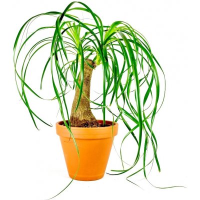 Gardners Beaucarnea recurvata, průměr 14-15 cm Nolina, Sloní noha, Bokarnea – Zboží Dáma