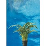 Chlorophytum bichetii - Zelenec bichetův – Zboží Dáma