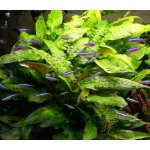 Cryptocoryne affinis - Kryptokoryna červená – Zboží Dáma