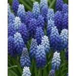 Mix modřenců 50 ks – Zboží Dáma