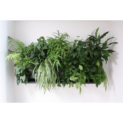 Ortisgreen Obraz z živých rostlin Hub 65x50 cm pro 13 rostlin, neosázený, hnědá