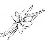 Alteya Vanilkový olej 100% BIO 5 ml – Sleviste.cz