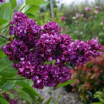 Syringa vulgaris Charles Joly - Šeřík - fialový květ