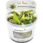 Cryptocoryne x purpurea – Hledejceny.cz