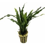 Microsorium pteropus Narrow - Hnědovka křídlatá – Sleviste.cz