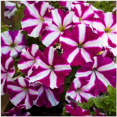 Petúnie Musica Purple Star F1 - Petunia x grandiflora - prodej semen - 30 ks