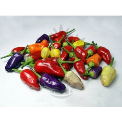 Chinese Multi-Color – Sleviste.cz