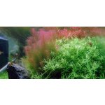 Rotala wallichii - Kolovka Wallichova – Zbozi.Blesk.cz