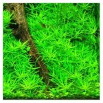 Limnophila sp. Mini Vietnam – Hledejceny.cz