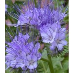 Svazenka vratičolistá Phacelia tanacetifolia semena svazenky 50 ks – HobbyKompas.cz