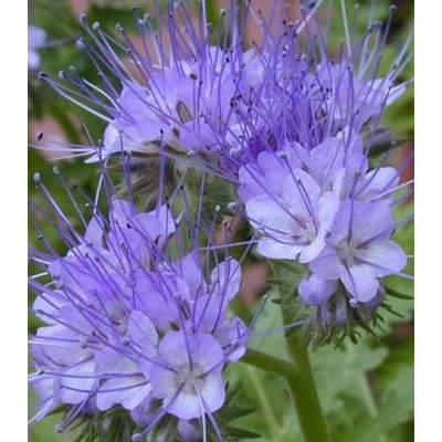 Svazenka vratičolistá - Phacelia tanacetifolia - semena svazenky - 50 ks