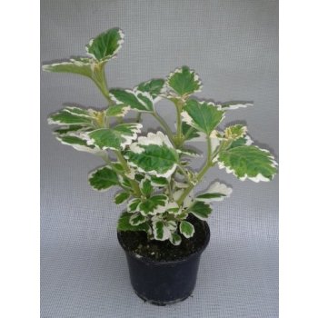 PLECTRANTHUS - MOLICE