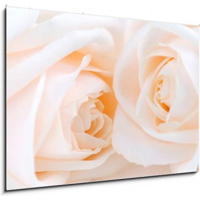 Obraz 1D - 100 x 70 cm - Two delicate high key beige roses macro floral background Dvě jemné vysoké klíčové béžové růže makro květinové pozadí – Zboží Mobilmania