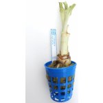 Crinum natans - Křín plovoucí – Sleviste.cz