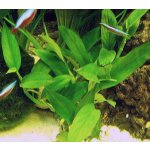 Epipremnum pulchrum - Šplhavník krásný – Zboží Dáma