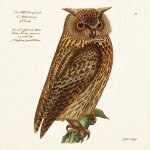 Skona Ting Papírový ubrousek Forest Animals Owl – Hledejceny.cz
