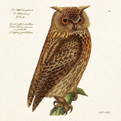 Skona Ting Papírový ubrousek Forest Animals Owl – Hledejceny.cz
