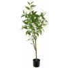 Květina Fíkus - Ficus 'Longifolia' v květináči zelený V120 cm
