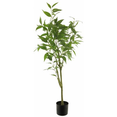 Fíkus - Ficus 'Longifolia' v květináči zelený V120 cm