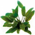 Cryptocoryne wendtii Tropica – Sleviste.cz