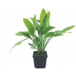 Echinodorus bleherae - Šípatkovec Bleherův – HobbyKompas.cz