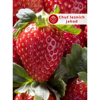 Jahodník 'Mara des Bois' 12 ks převislý --- Sazenice: Frigo sadba "A" standard 12 ks – HobbyKompas.cz